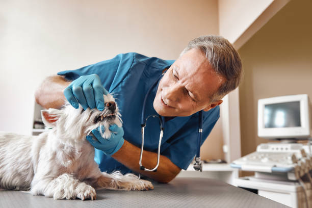 Best Emergency Broken Tooth Repair in Middletown, MD